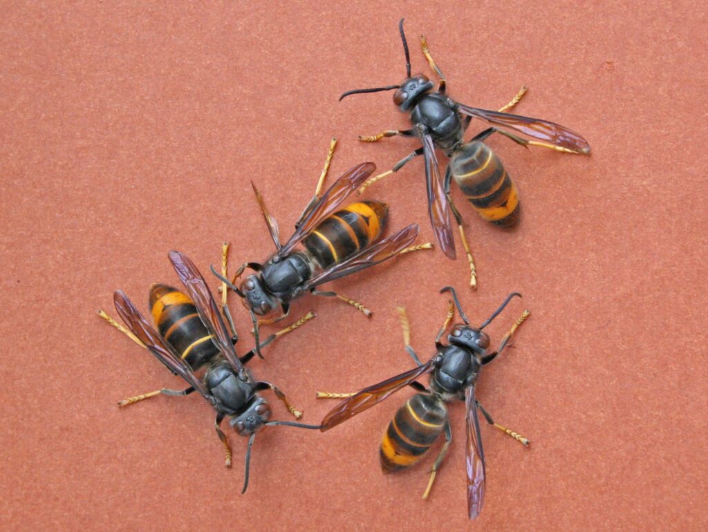 Dettaglio sulla vespa velutina per poterla riconoscere